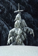 Fototapeta premium Pino innevato nell'appennino Tosco-Emiliano