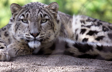 Snow Leopard (I'm looking at you)