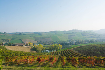 Naklejka premium colline con vigneti