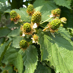Green BlackBerry on the Bush