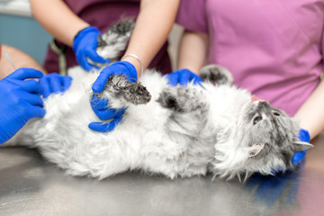 A male veterinarian anesthesiologist makes the procedure for a cat - a catheterization of the...