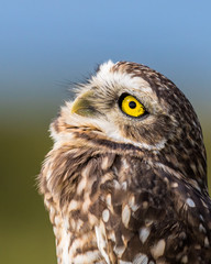 Owl looking up at close up