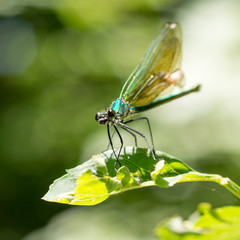 metallic green delicate damselfly resting on a green leaf