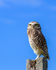 burrowing owl
