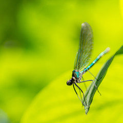 metallic green delicate damselfly resting on a green leaf