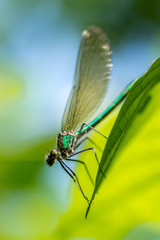 metallic green delicate damselfly resting on a green leaf