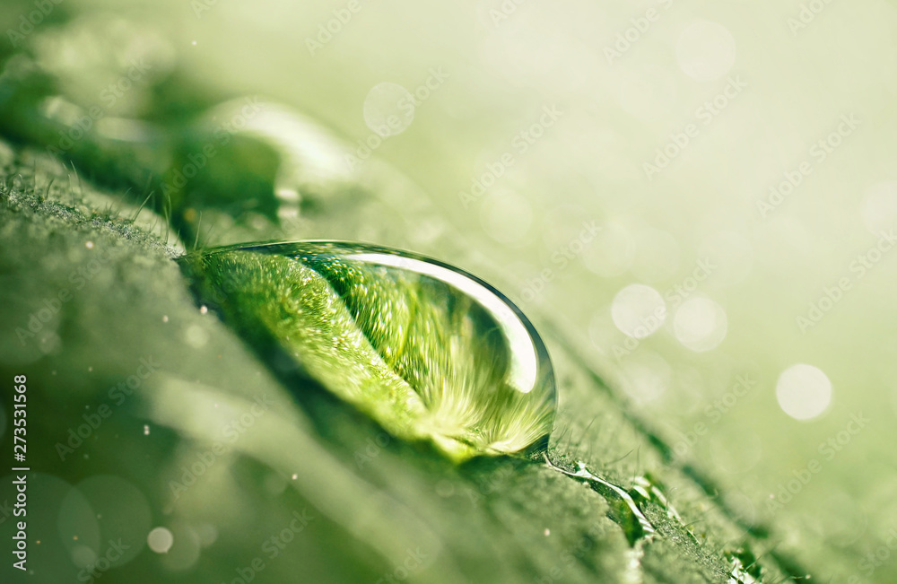 Poster large beautiful drop of transparent rain water on green leaf macro. drops of dew in morning glow in 