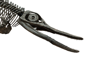 Extincted ichthyosaurus' skull isolated on white background. Dinosaur living into sea