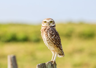 burrowing owl in the landscape