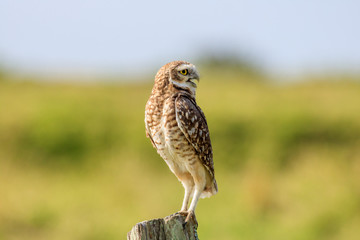 burrowing owl in landscape