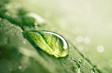 Large beautiful drop of transparent rain water on green leaf macro. Drops of dew in morning glow in sun. Beautiful leaf texture in nature. Natural background, copy space.
