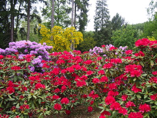 azalea flowers (red and pink), Golden Chain and conifer trees (Arboretum in Glinna, Poland May 2019)