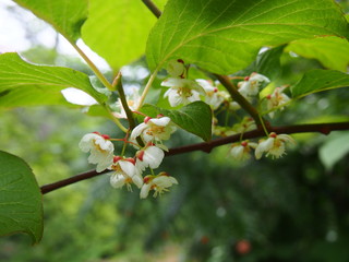 Perfumed Cherry (Botanical Garden in Glinna, Poland May 2019)