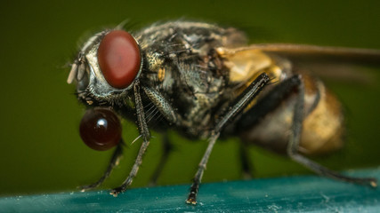 fly on leaf