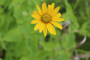 Woodland sunflower at Linne Woods restored prairie in Morton Grove, Illinois