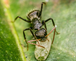 ant in close up
