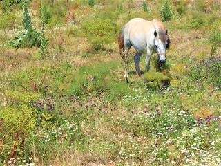 On a pasture of clean environment, young white horse is grazing peacefully.