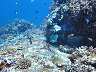 Underwaterphoto of coral reefs from a scuba dive at the Similan Islands in Thailand.