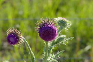 Mariendistel, Christi Krone, lila Blüte auf einer Wiese