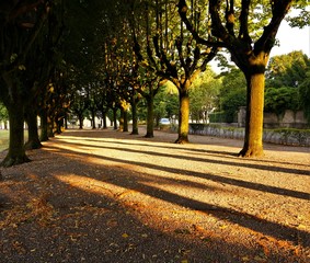 Naklejka premium alley in the park