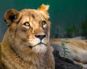 portrait of a lioness