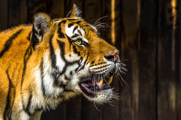 portrait of a tiger