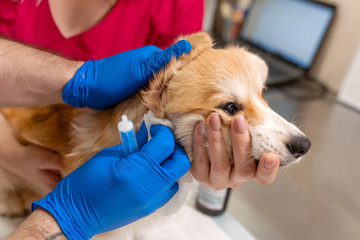 Veterinary doctors exam little corgi dog in manipulation room of pet clinic. Pet health care