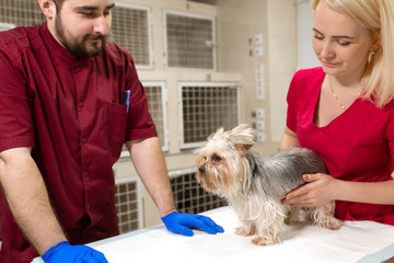  handsome doctor veterinarian and his attractive assistant at vet clinic are examining little dog Yorkshire Terrier