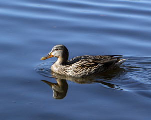 Fototapeta premium Wild female mallard duck