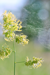 Flying in the wind, pollen, field grasses.