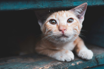 Stray kitten,cat in the city © structuresxx