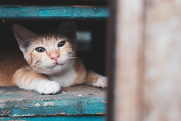 Stray kitten,cat in the city