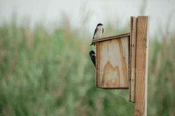 swallows on a nest box 