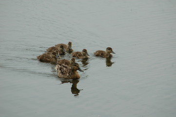 ducklings on the water