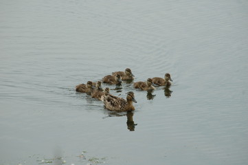 ducks and ducklings on the water