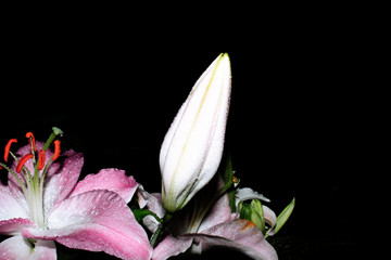 Lily Bud on black isolated background