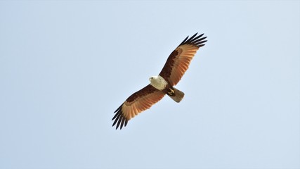 eagle in flight