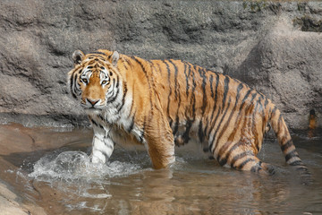 Big Siberian Tiger in water.