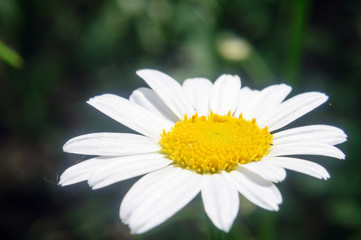 Obraz premium White Daisy in the summer garden, soft focus.