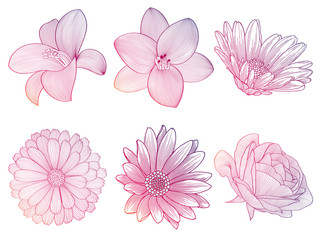 Set of bright abstract hand-drawn flowers of lily, chamomile, rose. Floral elements for invitations, cards, greetings.