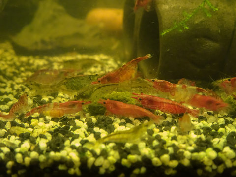 Cherry shrimps in aquarium
