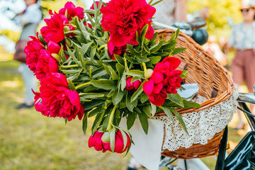 Beautiful sping magenta peonies flowers in a wicker bicycle basket.