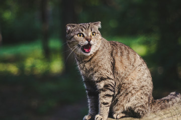 Smiling scottish fold