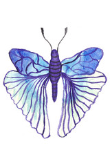 illustration watercolor butterfly flight color
