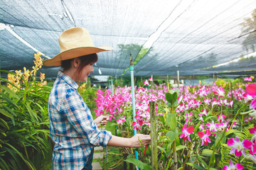 Asian women wearing long sleeved plaid shirts. Orchid Garden Owner Export sales abroad She stands to take care of them.