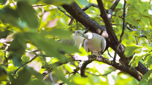 Couple of eurasian collared doves (Streptopelia decaocto) having romantic touches standing on branch tree.  A breeding pair pigeon in the garden.