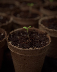 Planting flowers from seeds