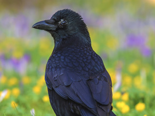 Schwarzer Rabe auf einem Krokus-Feld in der Sonne