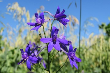 Beautiful larkspur flowers on the meadow on blue sky background, closeup