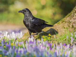 Schwarzer Rabe auf einem Krokus-Feld in der Sonne